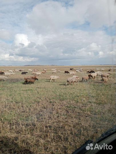 Овцы бараны