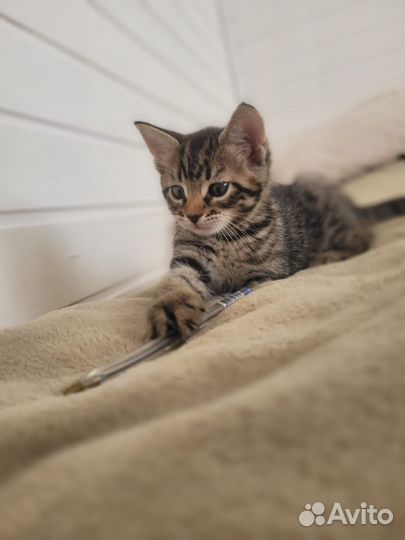 Домашний котенок мальчик 2 мес. бронь