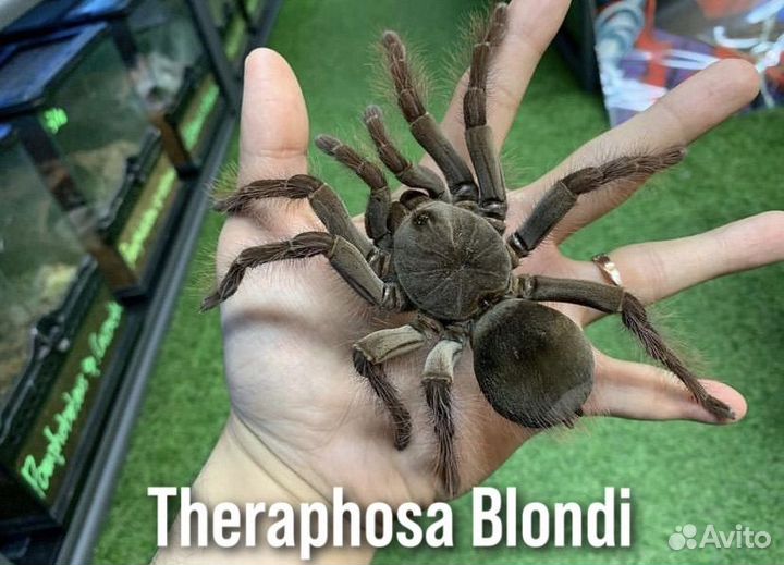 Пауки Птицееды Скорпионы Корм Террариумы