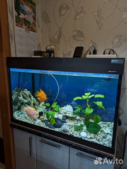 Аквариум