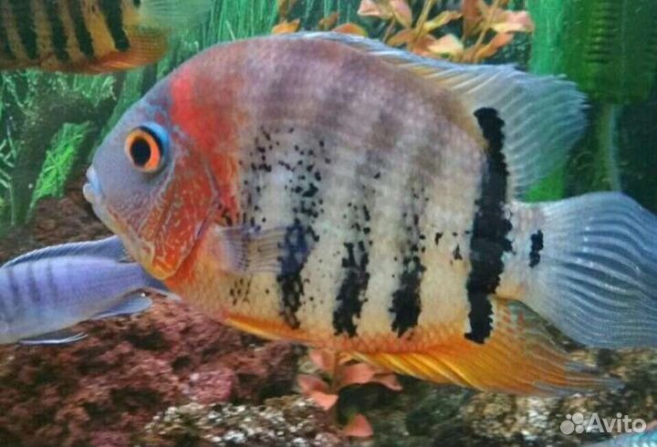 Скаты,Стуриос,Северум,L-Сом. Метинн,Лягушки,Крабы