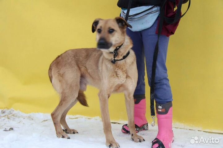 Приютская собака в дар