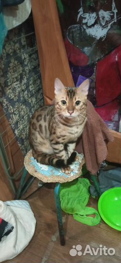 Бенгальские котята