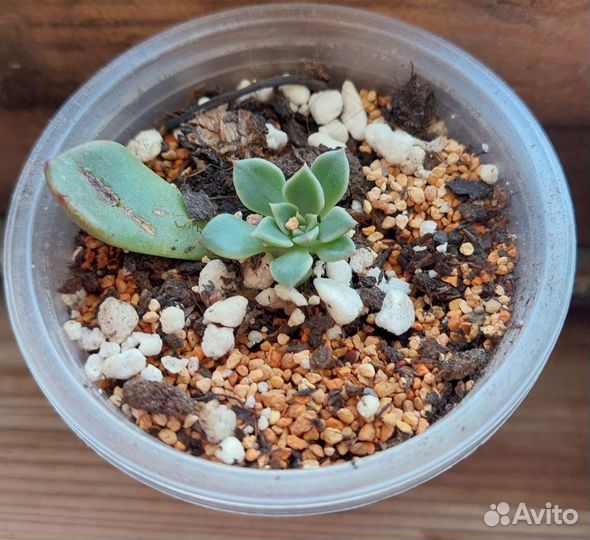 Суккуленты-адромискус, эчеверии