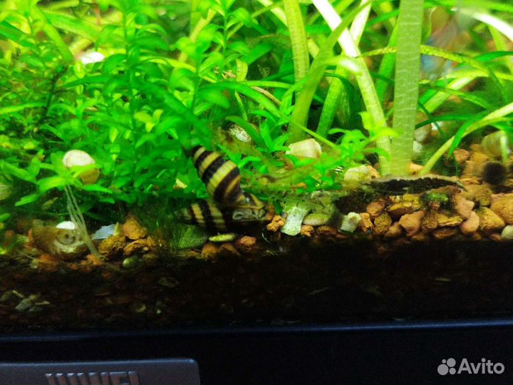 Хищная улитка хелена