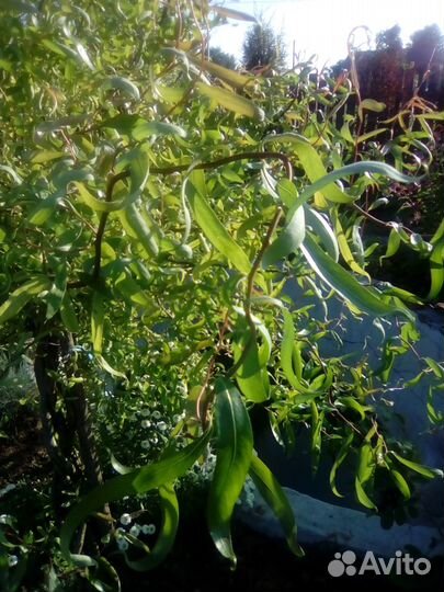 Декоративные кустарники