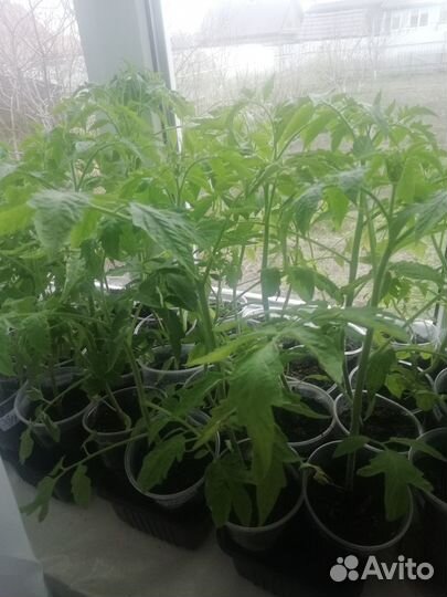 Рассада помидор