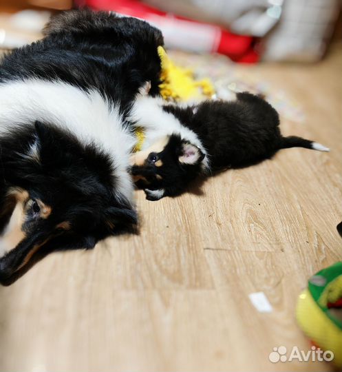 Прекрасные колли щенки