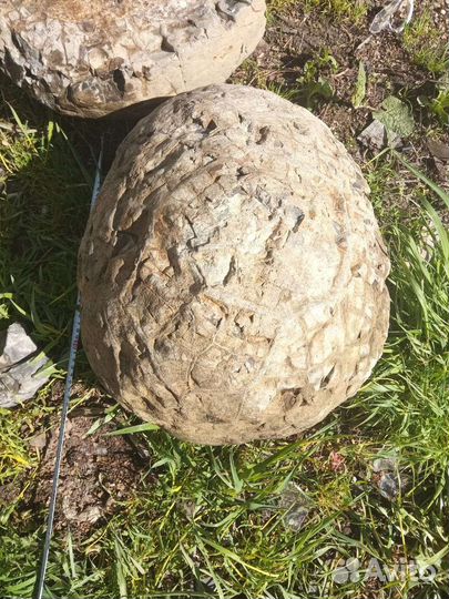 Яйцо Дракона Септария