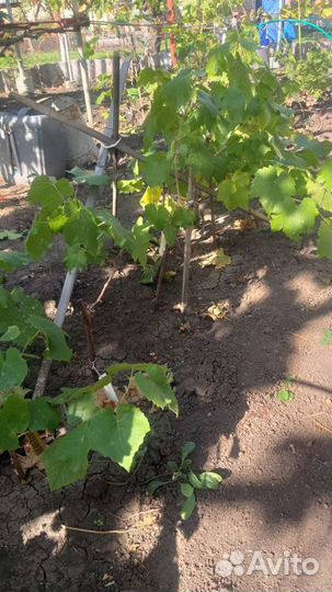 Куст винограда
