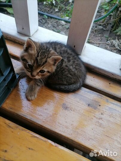 Котята