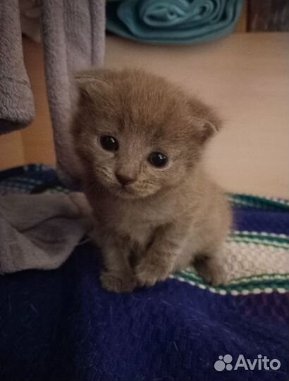 Котенок в добрые руки