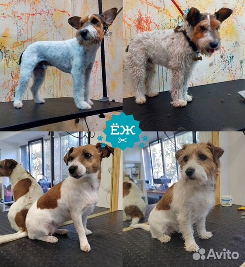 Тримминг собак: мытье и стрижка