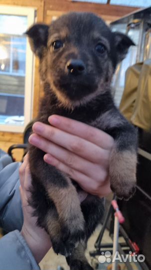 Собака в добрые руки отдам бесплатно щенки