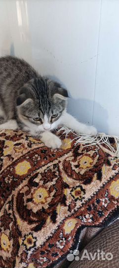 Кошка в дар бесплатно