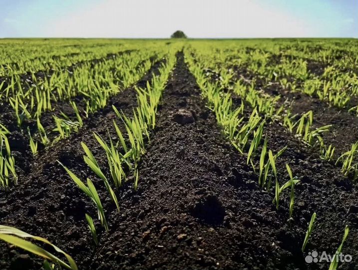 Чернозём торф навоз перегной земля с доставкой