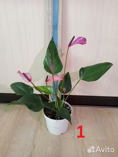 Антуриум, разные виды