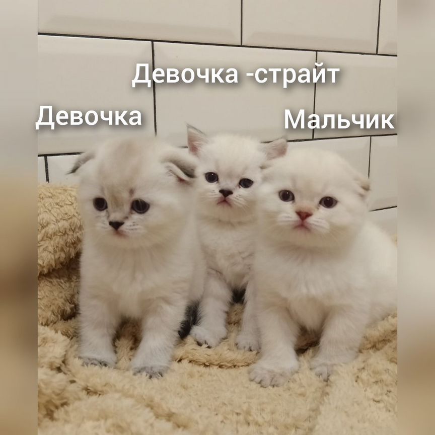 Котята Золотая Линкс Поинт