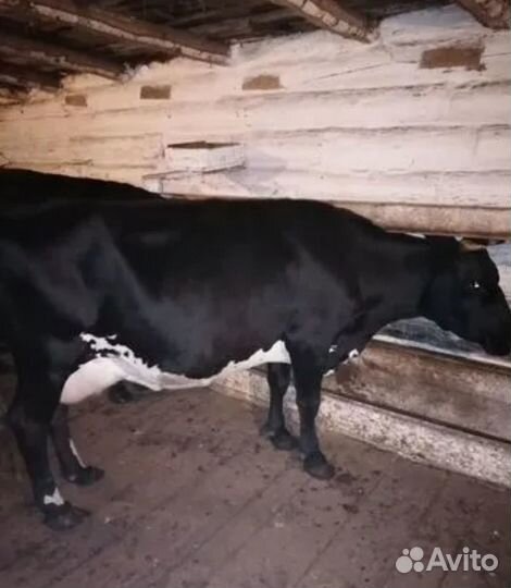 Продается дойная корова