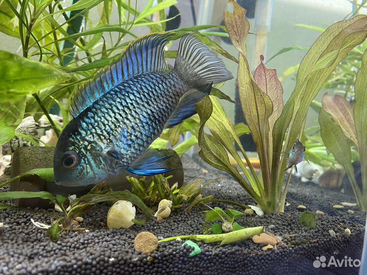 Наннакара неоновая подростки