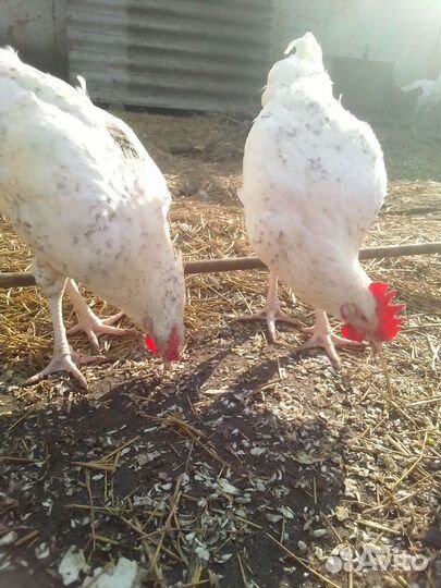 Петухи Пушкинской породы