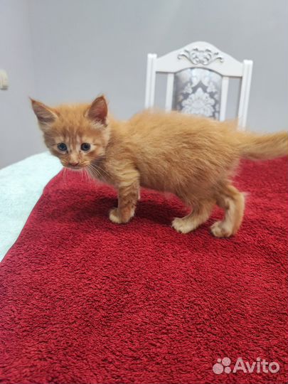 Котята мейн кун
