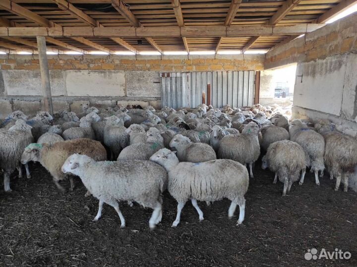 Овцы, ягнята, бараны, баранина