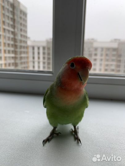 Попугай неразлучник с клеткой