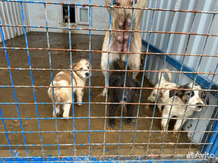 Щенки от небольшой собаки 3 мес