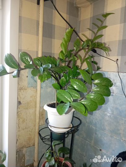 Цветы домашние в горшках