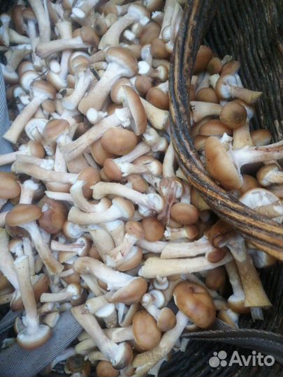 Грибы опята свежие