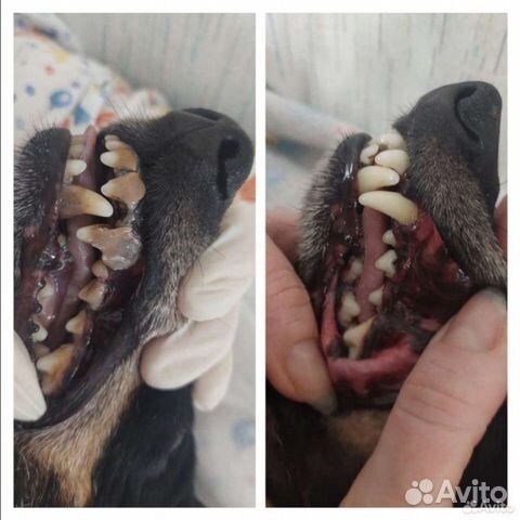 Ультразвуковая чистка зубов собакам объявление продам