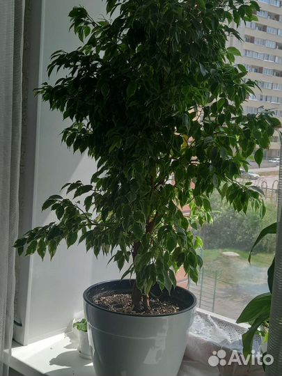 Фикус бенджамина пестролистный