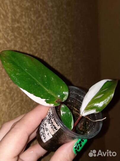 Филодендроны ред андерсон,Маска,Веррукозум