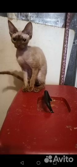 Котята девон-рекс