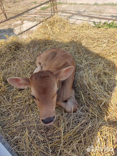 Телята бычки на откорм