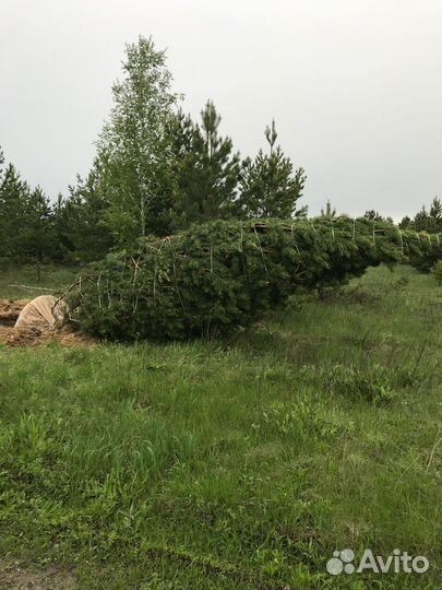 Саженцы Сосны оптом с зкс