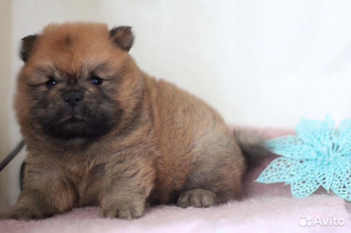 Мини чау-чау