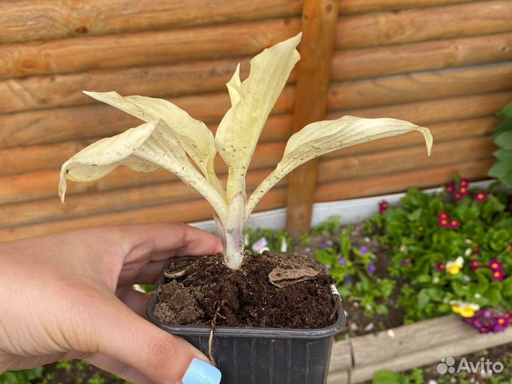 Примула балерина