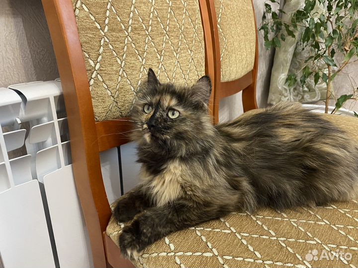 Кошка в дар бесплатно