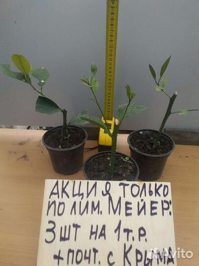Сортовой Лимон Мейер. Цитрусовые в Севастополе