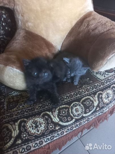 Кошка в дар