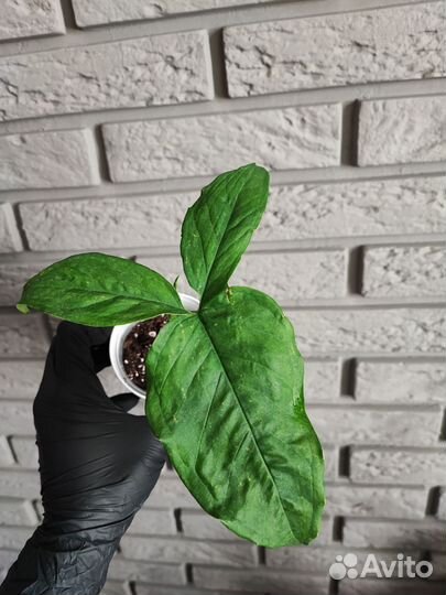 Сингониумы