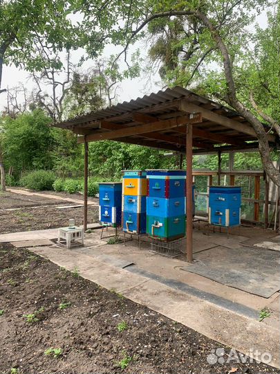 Пчелы, пчелинные улья