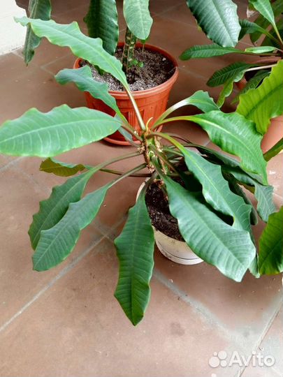 Молочай 2 шт., отдаю