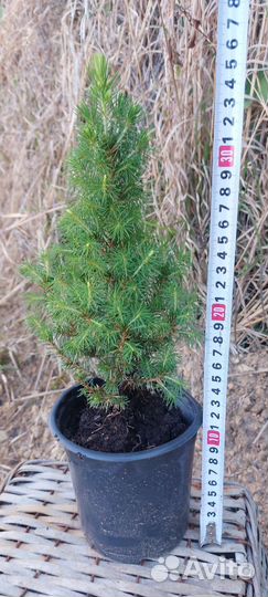 Ель канадская konica