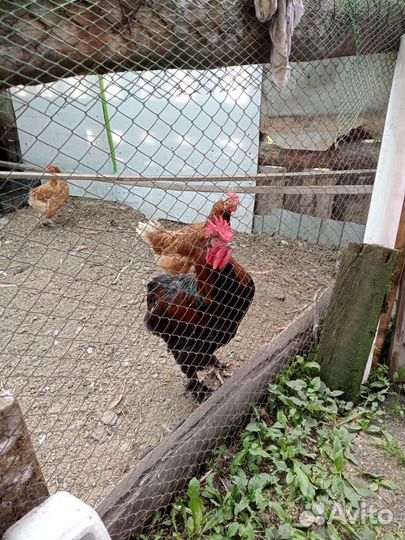 Молодые петухи