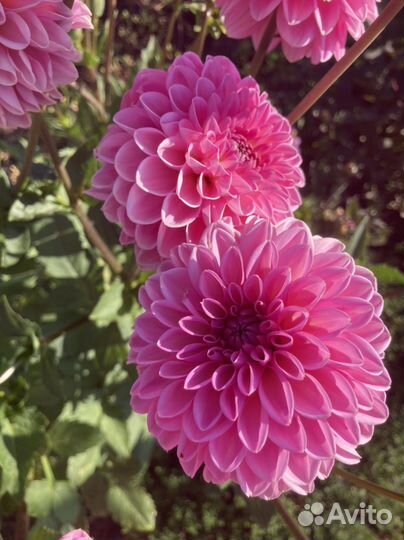 Цветы георгина