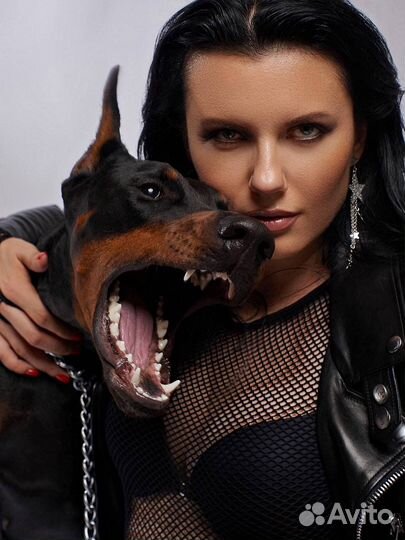 Фотосессия с доберманом