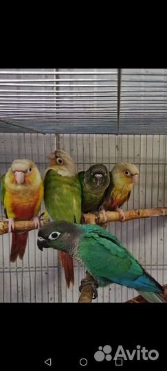 Попугай птенцы Пирруру Ручные